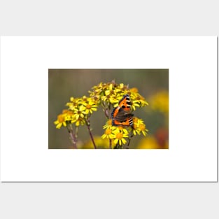 Tortoiseshell Butterfly in September sunshine Posters and Art